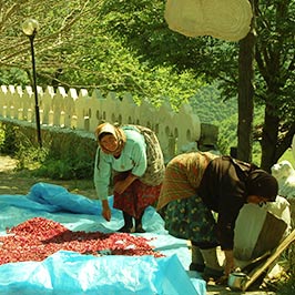 روستـای کنـدلـوس